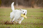 running White Swiss Shepherd Dog