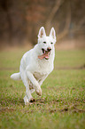 running White Swiss Shepherd Dog