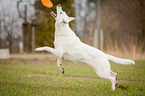 jumping White Swiss Shepherd Dog