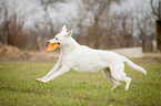 running White Swiss Shepherd Dog