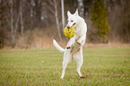 jumping White Swiss Shepherd Dog