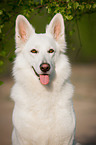 White Swiss Shepherd Dog Portrait