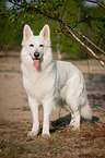 White Swiss Shepherd Dog