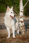 White Swiss Shepherd Dog