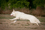 running White Swiss Shepherd Dog
