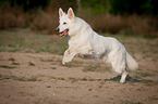 running White Swiss Shepherd Dog