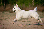 running White Swiss Shepherd Dog