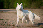 running White Swiss Shepherd Dog