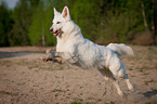 running White Swiss Shepherd Dog