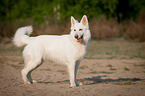 White Swiss Shepherd Dog