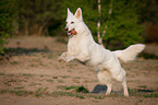 running White Swiss Shepherd Dog