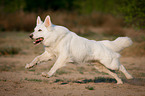 running White Swiss Shepherd Dog