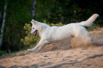 running White Swiss Shepherd Dog