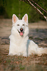 White Swiss Shepherd Dog
