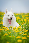 lying White Swiss Shepherd Dog