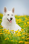 lying White Swiss Shepherd Dog