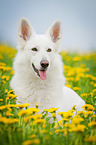 lying White Swiss Shepherd Dog