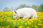 White Swiss Shepherd Dog