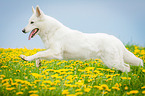 running White Swiss Shepherd Dog