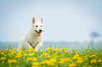 running White Swiss Shepherd Dog