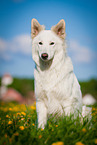 sitting White Swiss Shepherd Dog