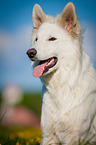 White Swiss Shepherd Dog Portrait