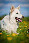 lying White Swiss Shepherd Dog