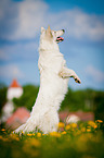 White Swiss Shepherd Dog