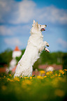 White Swiss Shepherd Dog