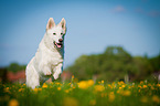 running White Swiss Shepherd Dog