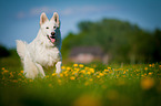 running White Swiss Shepherd Dog