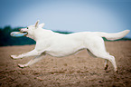 running White Swiss Shepherd Dog