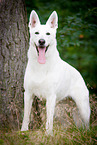 White Swiss Shepherd Dog
