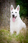 White Swiss Shepherd Dog