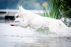 running White Swiss Shepherd Dog
