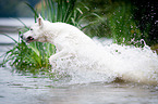 running White Swiss Shepherd Dog