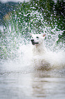 White Swiss Shepherd Dog