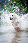 White Swiss Shepherd Dog