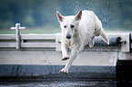 jumping White Swiss Shepherd Dog