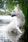 White Swiss Shepherd Dog