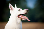 White Swiss Shepherd Dog Portrait