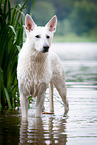 White Swiss Shepherd Dog