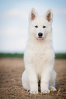 young Berger Blanc Suisse