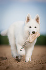 young Berger Blanc Suisse