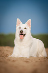 lying White Swiss Shepherd Dog