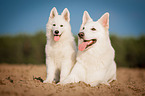 lying White Swiss Shepherd Dog