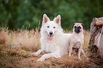 White Shepherd and Pug