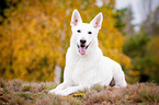 lying White Swiss Shepherd Dog