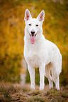 White Swiss Shepherd Dog