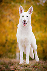 White Swiss Shepherd Dog